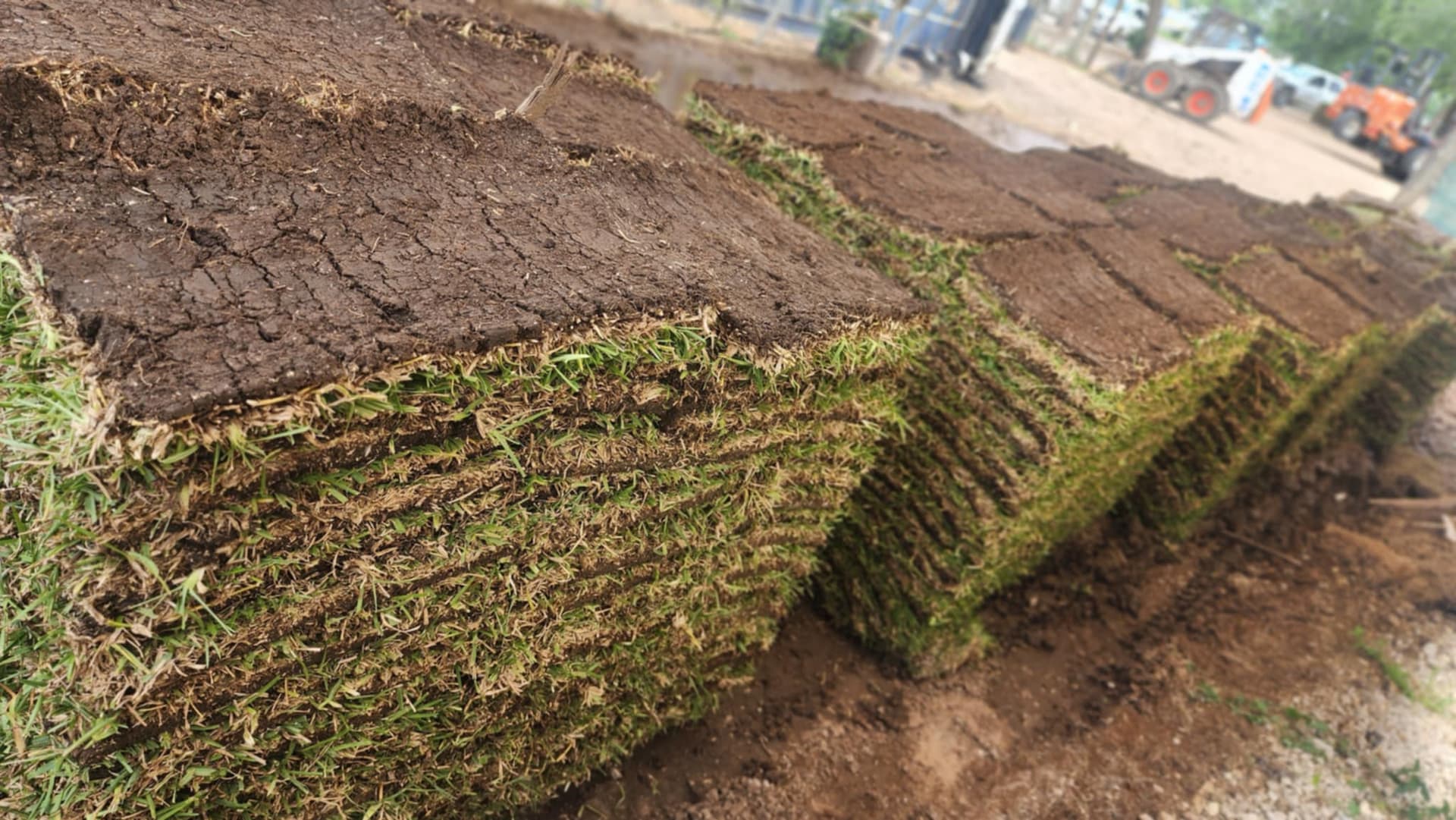 Gallery photos for Lush Lawn Overhaul with Sod Installation: Image #3