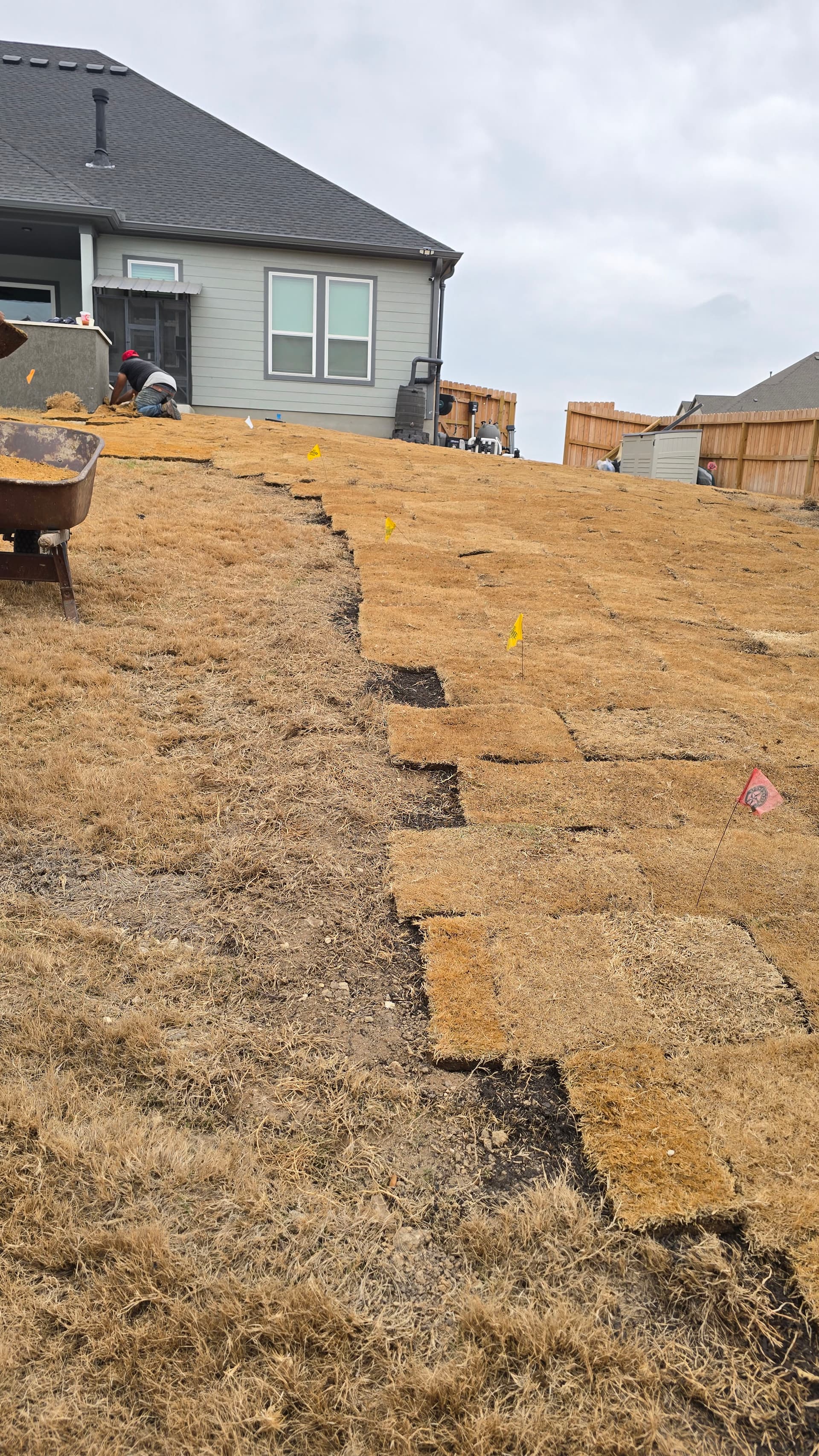 Gallery photos for Backyard Sod Installation Around Pool Area: Image #8